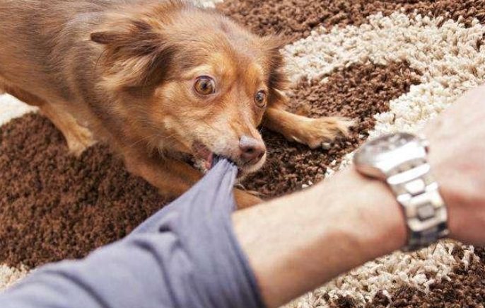 狗咬人法律責任