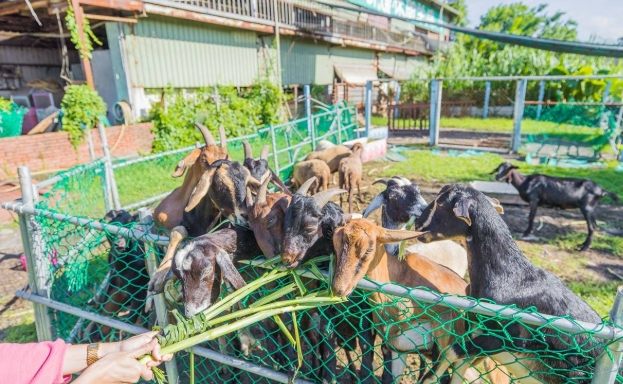 宜蘭農場旅遊 宜蘭農場旅遊