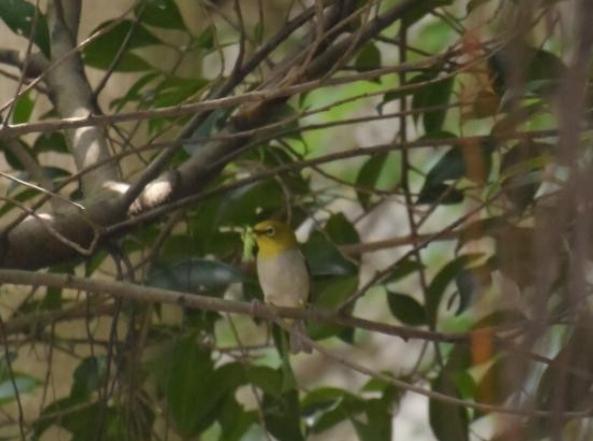 綠繡眼飲食習慣