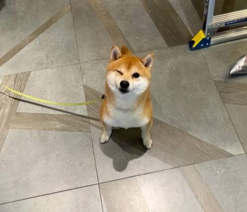 柴犬一天睡多久 柴犬一天睡多久