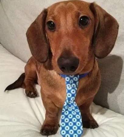 狗狗配種方法 狗狗配種方法