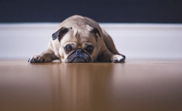 狗狗做錯事的表情