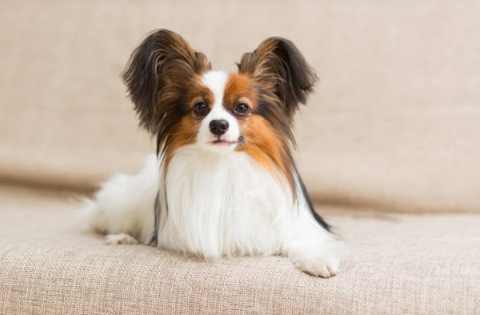 蝴蝶犬訓練 蝴蝶犬訓練