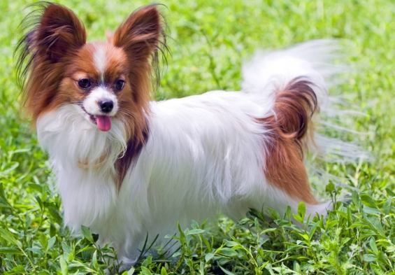 蝴蝶犬性格 蝴蝶犬性格