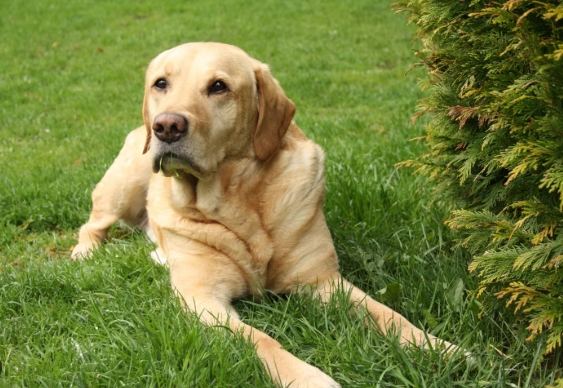 拉布拉多犬优缺点 拉布拉多犬优缺点