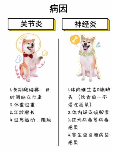 神經狗行為問題 神經狗行為問題