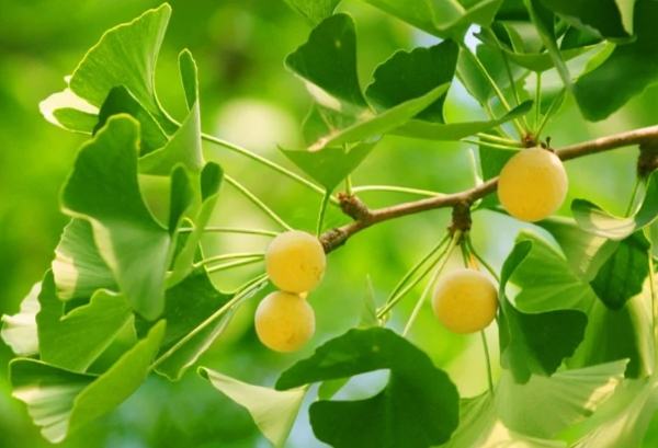 白果食用方法 白果食用方法