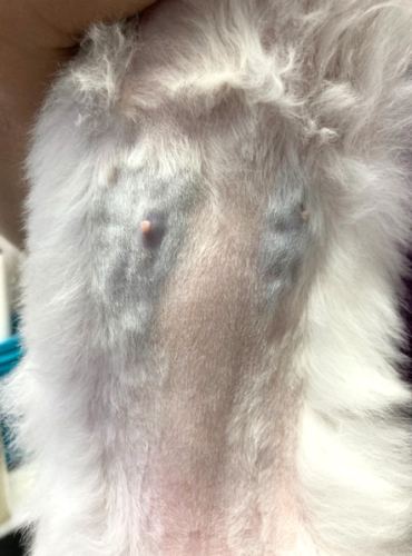 狗狗乳腺瘤治療 狗狗乳腺瘤治療