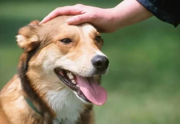 狗狗認主時間 狗狗認主時間