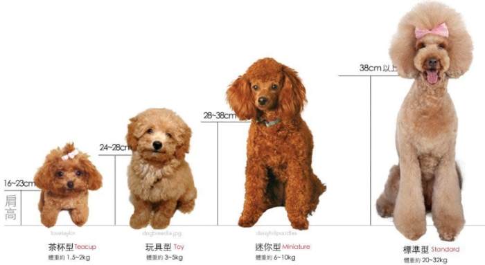 貴賓狗掉毛 貴賓狗掉毛