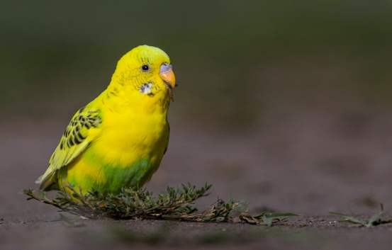 鸚鵡品種推薦 鸚鵡品種推薦