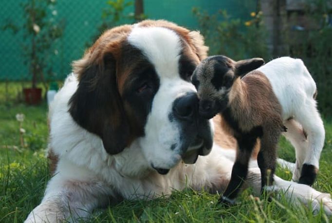 大型犬飼養 大型犬飼養