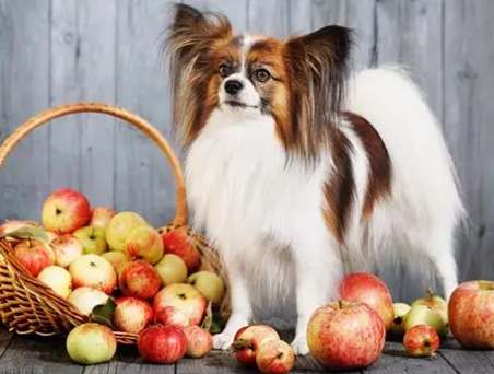 百合對狗有害 百合對狗有害