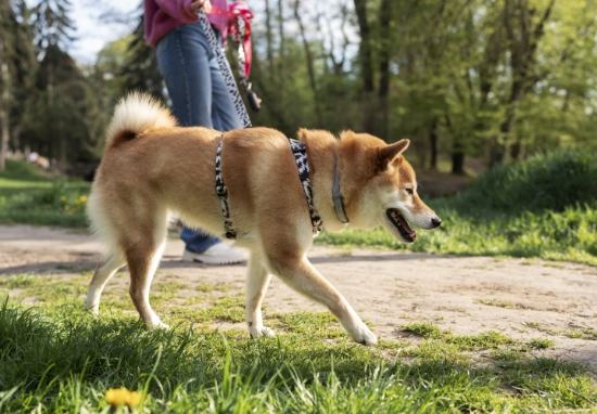 狗狗呼吸急促處理 狗狗呼吸急促處理