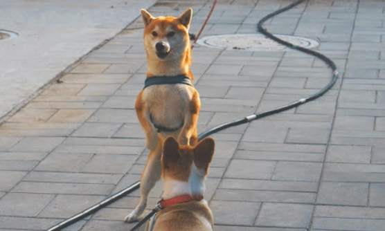 遛狗注意事項 遛狗注意事項