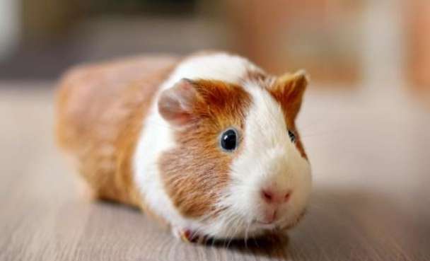 幼年天竺鼠照顧 幼年天竺鼠照顧