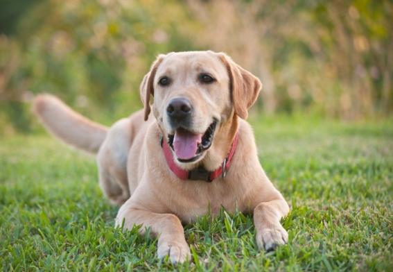 拉布拉多犬問題 拉布拉多犬問題