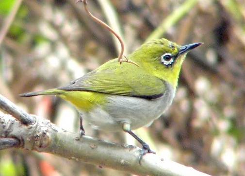 相思雀飼養注意事項 相思雀飼養注意事項