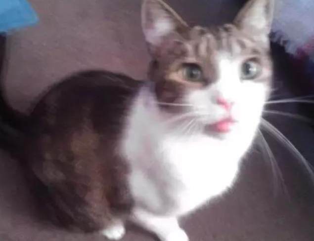 貓咪被蜜蜂叮處理 貓咪被蜜蜂叮處理