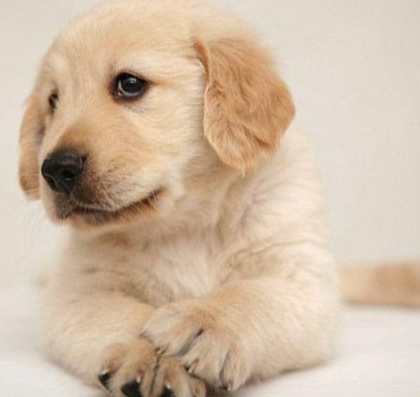 狗狗心絲蟲症狀 狗狗心絲蟲症狀