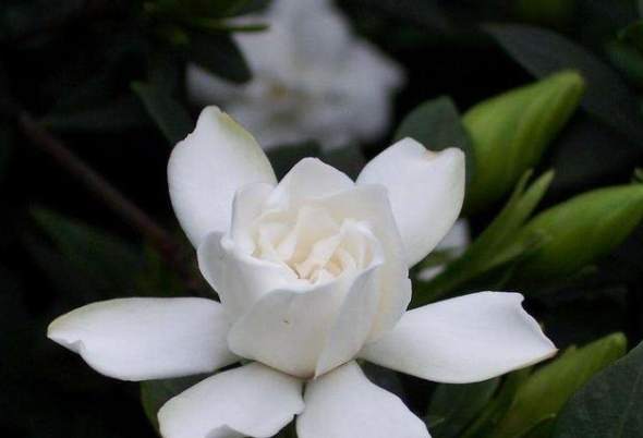 栀子花顏色養護 栀子花顏色養護