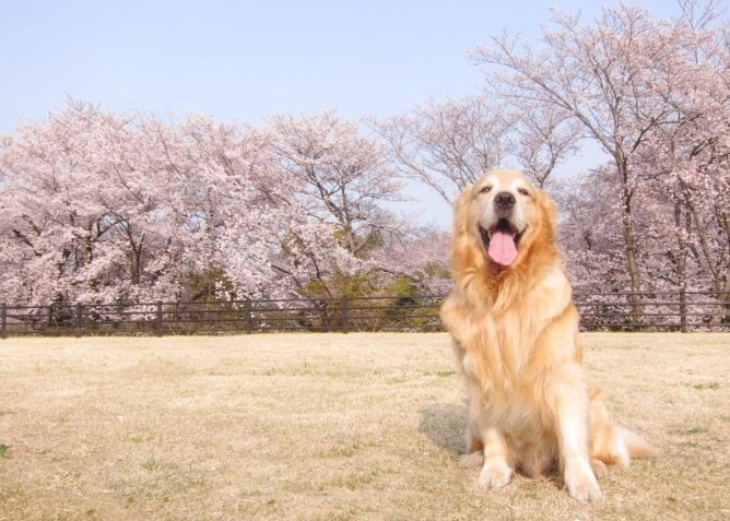 大型犬照顧 大型犬照顧