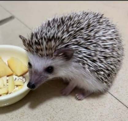 刺蝟洗澡 刺蝟洗澡