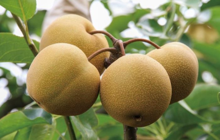 苗栗水果特產全攻略：在地人私藏必買清單與產季指南