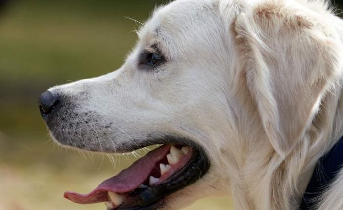 狗狗嘴唇長一顆