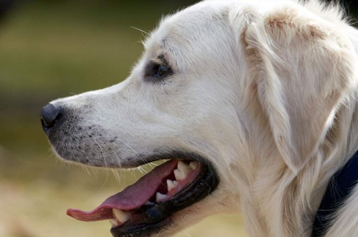 狗狗嘴唇長一顆？獸醫解析原因、症狀與處理方法，毛爸媽必看