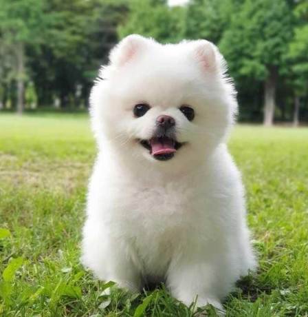 貴賓狗飼養 貴賓狗飼養