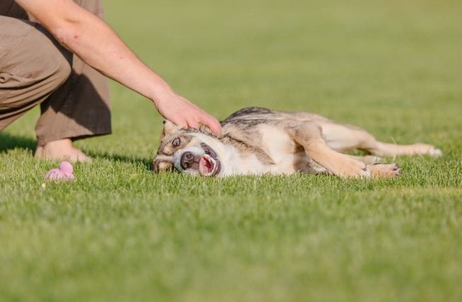 狗前庭神經炎復發