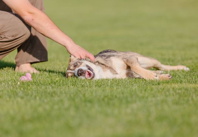 狗前庭神經炎復發怎麼辦？完整指南解決症狀、治療與預防