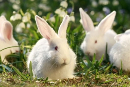 人感冒會傳染給兔子嗎