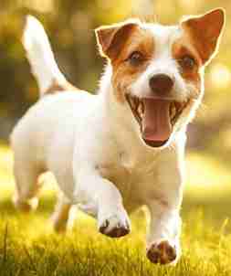 狗心臟病症狀 狗心臟病症狀