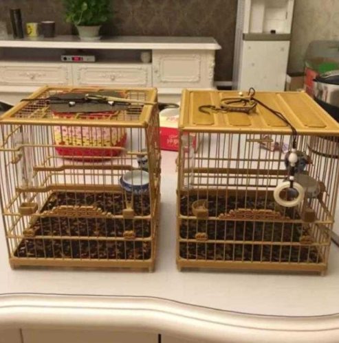 綠繡眼鳥籠選購養護全攻略：從新手到專家的完整指南