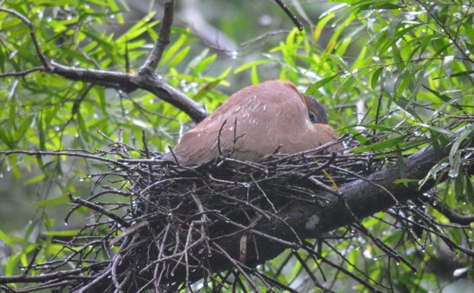 黑冠麻鷺築巢季節