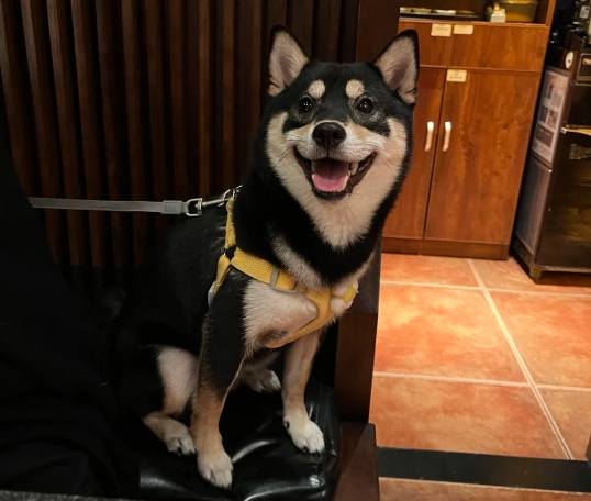 柴犬飼養費用 柴犬飼養費用