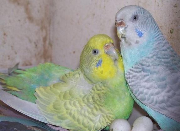 寵物鳥生蛋問題