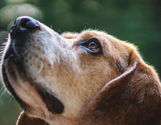 狗後腳無力護理 狗後腳無力護理