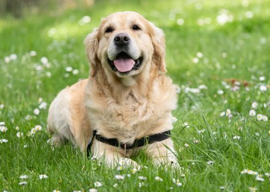 狗狗心臟病急救 狗狗心臟病急救