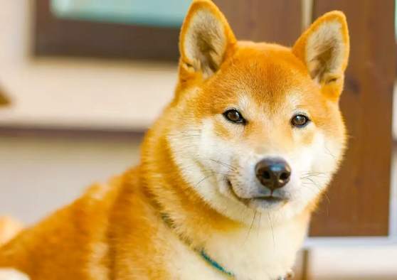 柴犬性格 柴犬性格