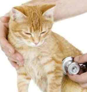 貓咪呼吸急促有聲音