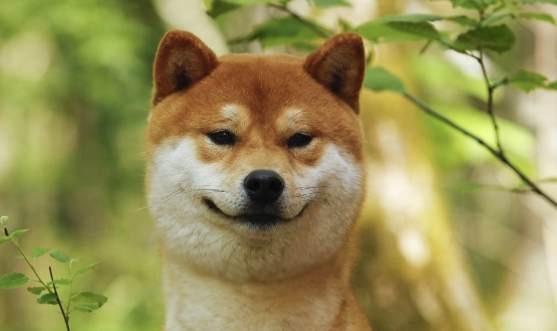 柴犬夏天照顧 柴犬夏天照顧