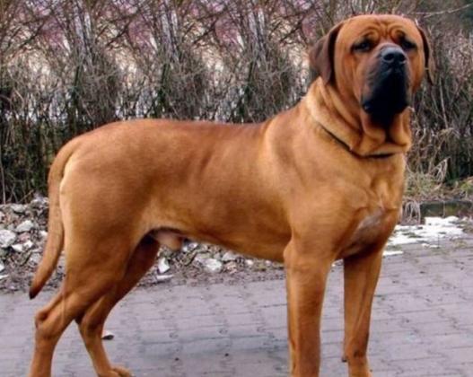 台灣什麼狗不能養 台灣什麼狗不能養