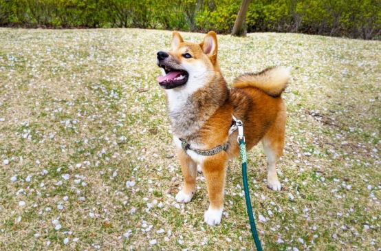 柴犬性格特點 柴犬性格特點