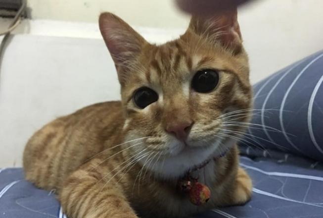 貓咪被叮急救 貓咪被叮急救