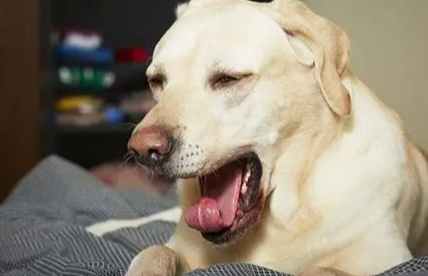 狗哼氣原因 狗哼氣原因