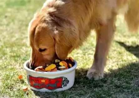 狗骨折飲食 狗骨折飲食