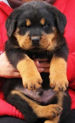 羅威納幼犬訓練